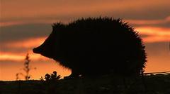 Hedgehog among four chosen animals to feature on your new banknotes — BBC Business, Dallas Business news