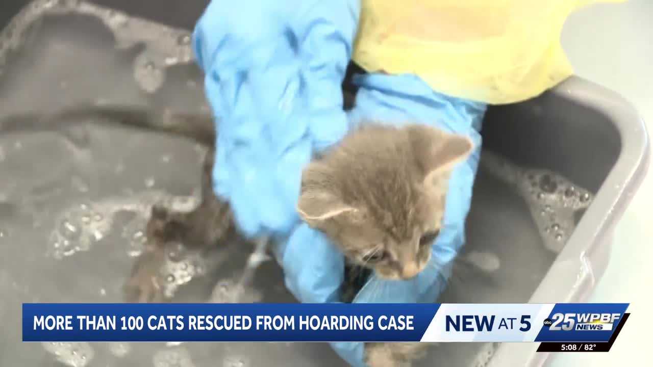 More than 100 cats rescued from hoarding situation in Port St. Lucie — WPBF West Palm Beach, Dallas Health news